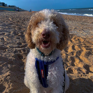 Meet your Posher, Barkley